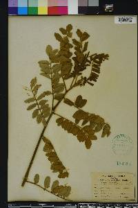 Sophora tomentosa image