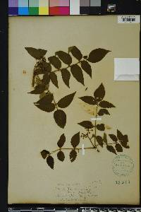 Zanthoxylum clava-herculis image