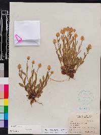 Polygala lutea image