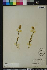 Polygala lutea image