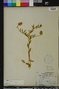 Polygala lutea image