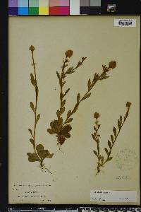 Polygala lutea image