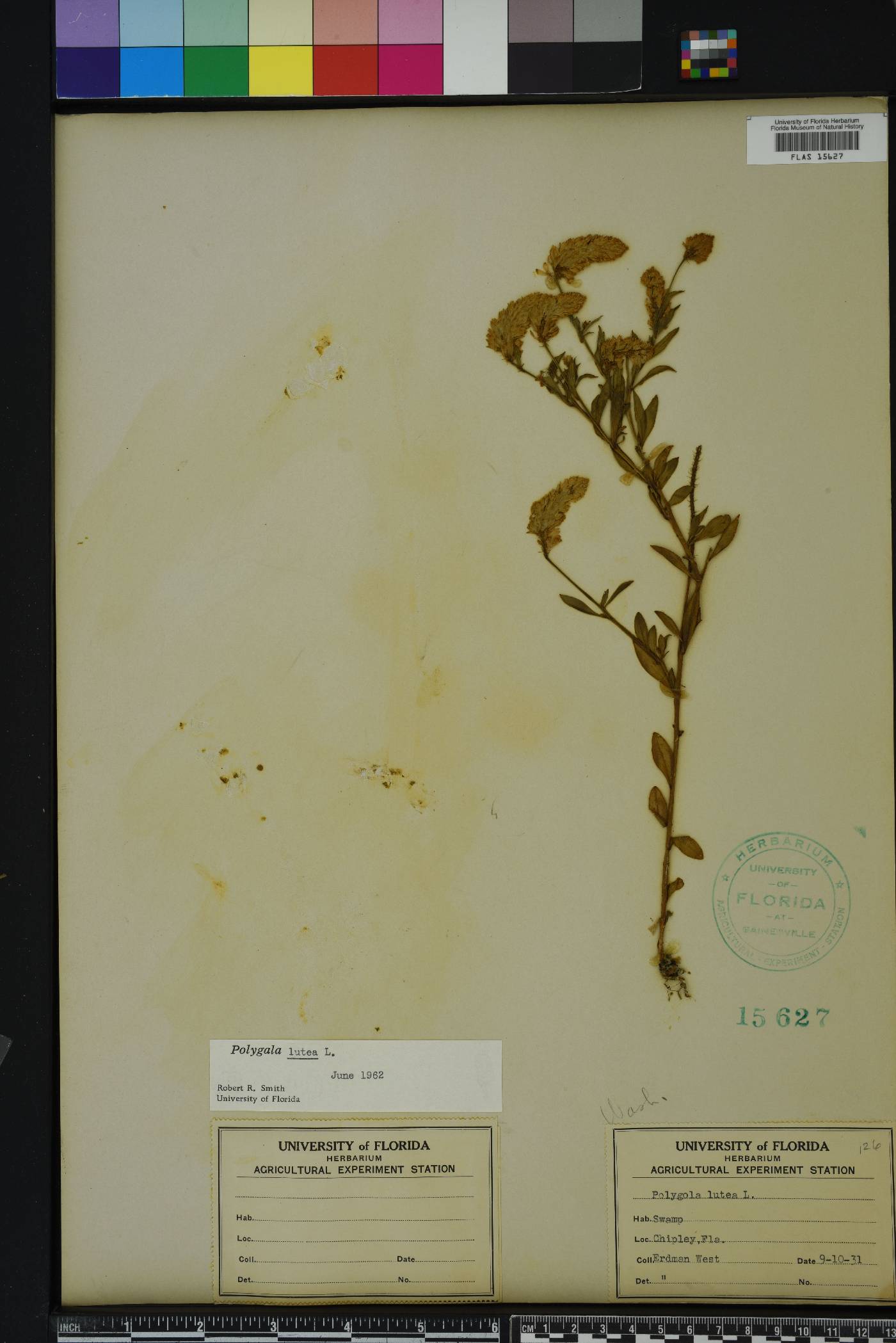 Polygala lutea image