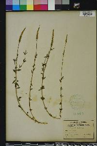 Polygala boykinii image