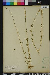 Polygala boykinii image