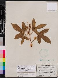 Cnidoscolus urens image