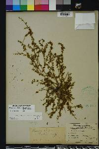 Chamaesyce blodgettii image