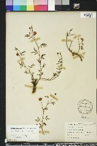 Neptunia pubescens image
