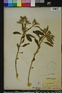 Croton argyranthemus image