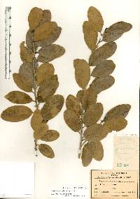 Drypetes diversifolia image