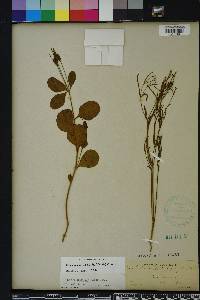 Euphorbia exserta image