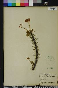 Euphorbia milii image