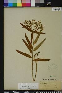 Euphorbia pubentissima image