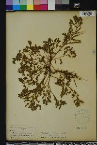 Phyllanthus abnormis image