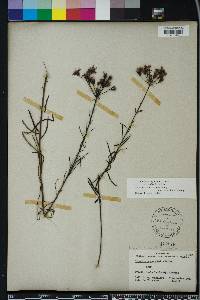 Vernonia angustifolia image