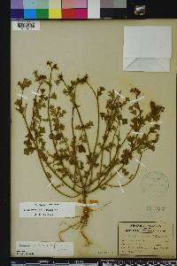 Euphorbia cyathophora image