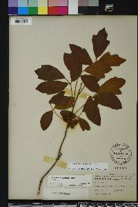 Toxicodendron pubescens image