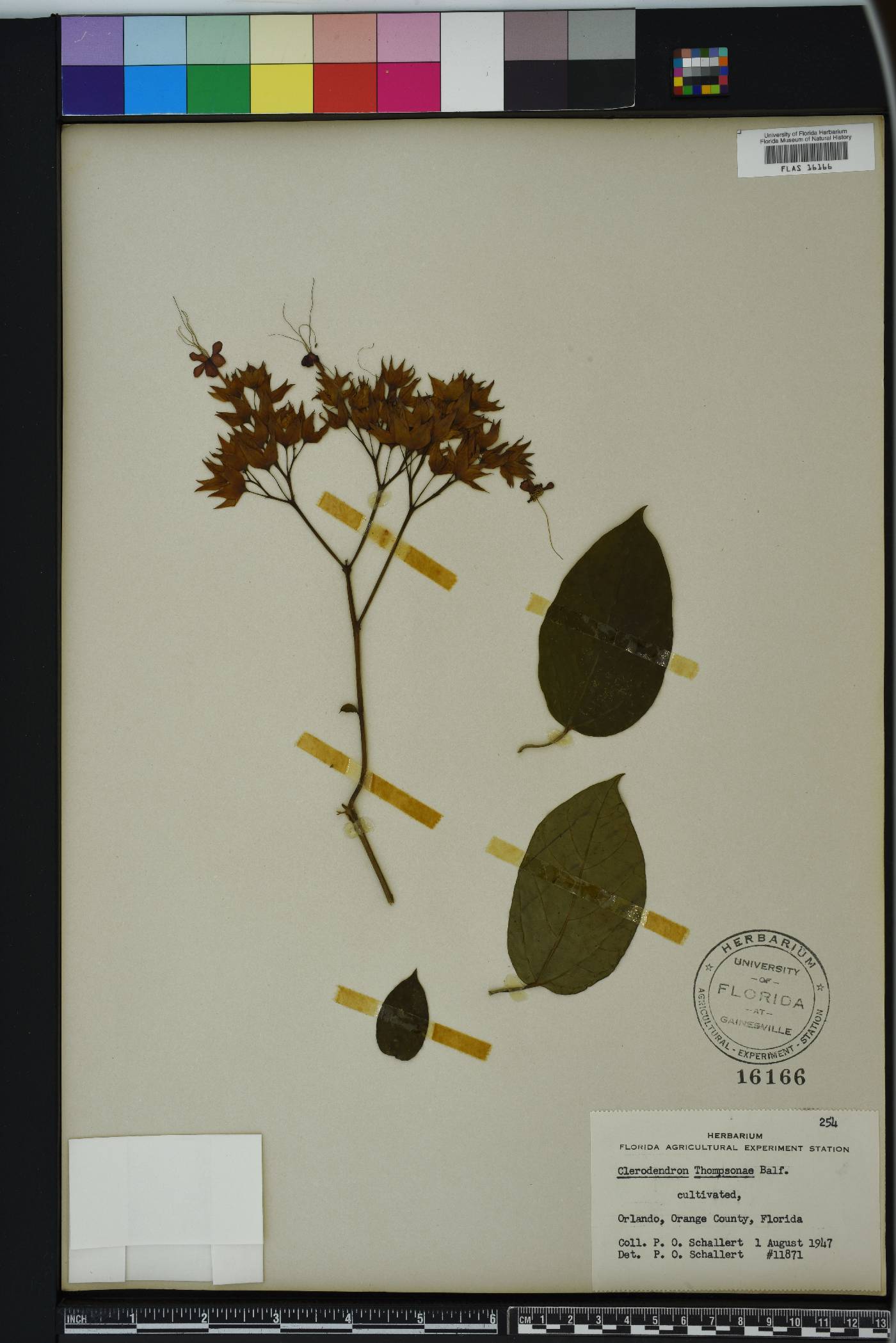 Clerodendrum thomsoniae image