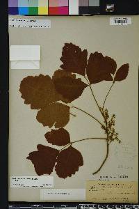 Toxicodendron pubescens image