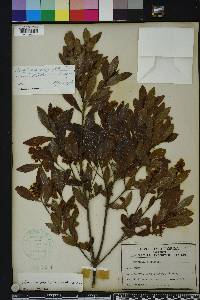 Cliftonia monophylla image