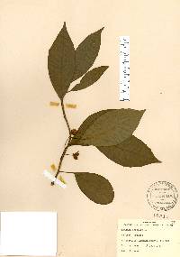 Kadsura japonica image