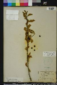 Ilex ambigua image