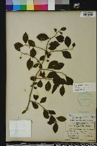 Ilex ambigua image