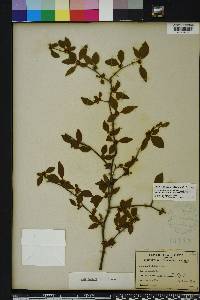 Ilex ambigua image