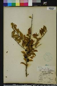 Ilex ambigua image