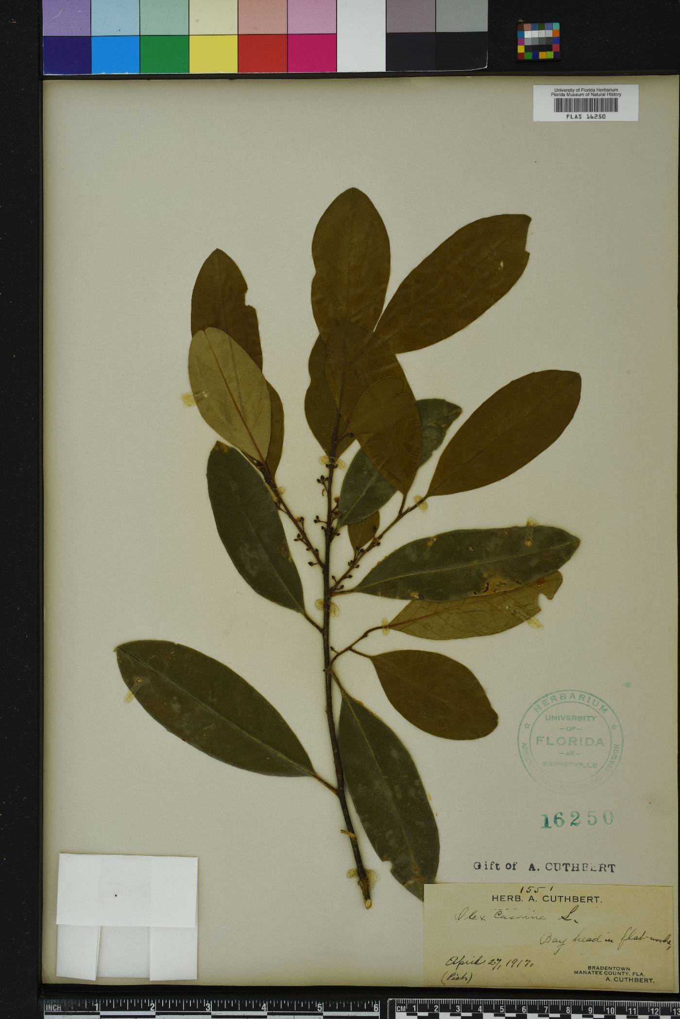 Ilex cassine image