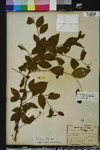 Ilex ambigua image