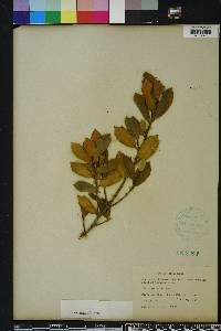 Ilex opaca var. arenicola image