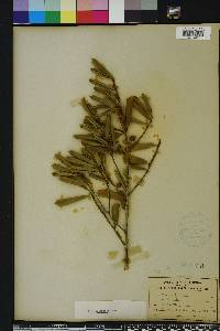 Ilex opaca var. arenicola image