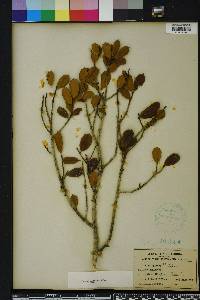Ilex opaca var. arenicola image