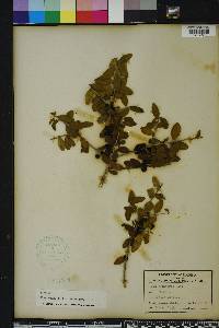 Ilex vomitoria image