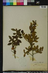 Ilex vomitoria image