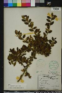 Ilex vomitoria image