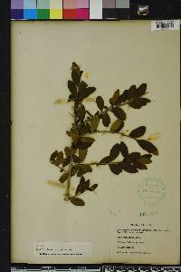 Ilex vomitoria image