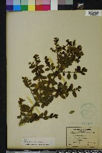 Ilex vomitoria image