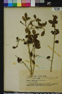 Ilex vomitoria image