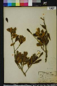 Ilex opaca var. arenicola image