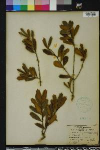 Ilex opaca var. arenicola image