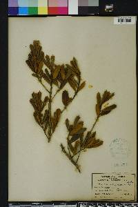 Ilex opaca var. arenicola image