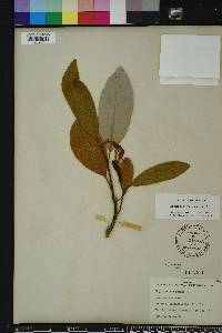 Magnolia virginiana image