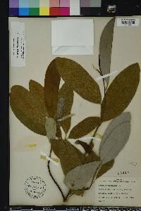 Magnolia virginiana image