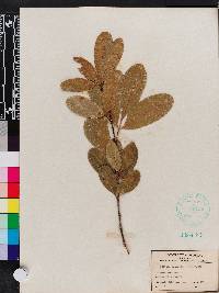 Exothea paniculata image