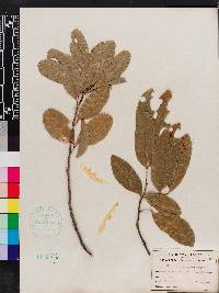 Exothea paniculata image