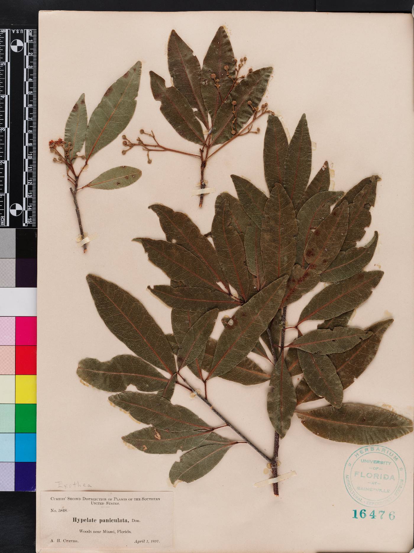 Exothea paniculata image
