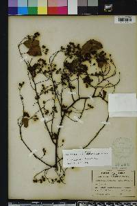 Berchemia scandens image