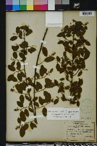 Berchemia scandens image